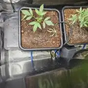 SourBubbly x GrapewalkerKush freebie