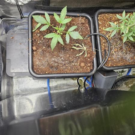 SourBubbly x GrapewalkerKush freebie