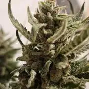 RF3 mixpack fastbuds run