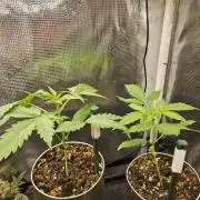 White widow auto Fastbuds test #3