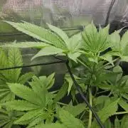 ff tropicana cookies f2b