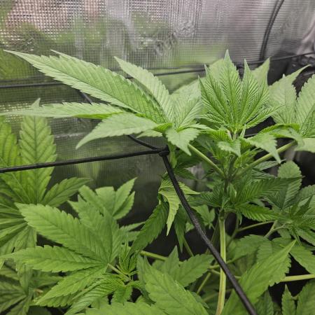 ff tropicana cookies f2b