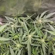 Hazeberry auto rqs testrun #2