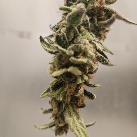 White widow auto Fastbuds test #3