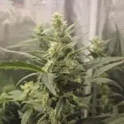 White widow auto Fastbuds test #3