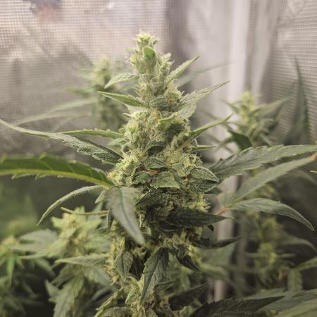 White widow auto Fastbuds test #3