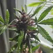 purplematic CBD run from Rqs