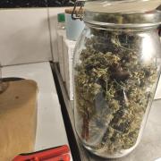 White widow auto Fastbuds test #3