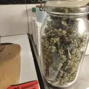 White widow auto Fastbuds test #3