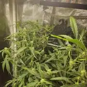 White widow auto Fastbuds test #3