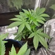 white widow last run 26 rqs femi