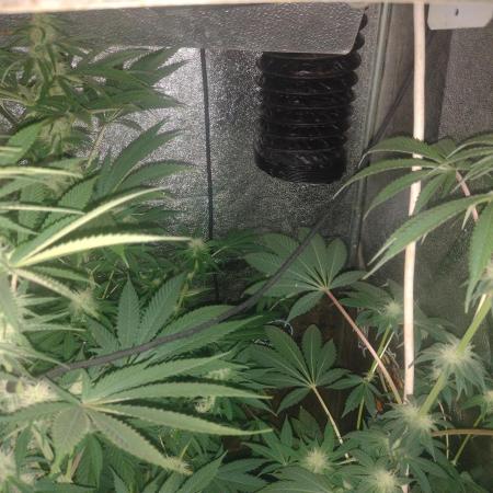 Plantaznick´s grow #1