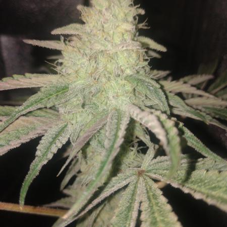 Plantaznick´s grow #1