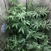 120w  samsung LED grow