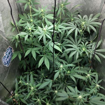 120w  samsung LED grow