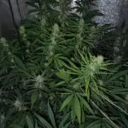 120w  samsung LED grow