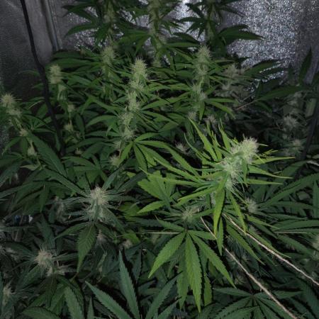 120w  samsung LED grow