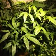 120w  samsung LED grow