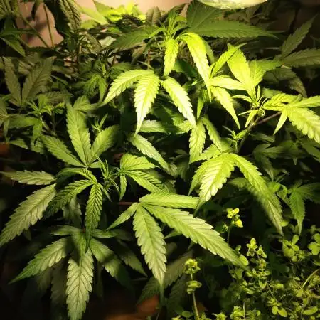 120w  samsung LED grow