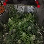 120w  samsung LED grow
