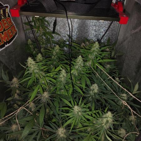 120w  samsung LED grow