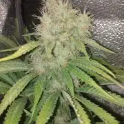 Plantaznick´s grow #1