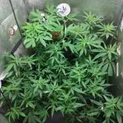 120w  samsung LED grow