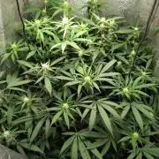 120w  samsung LED grow