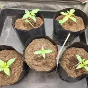 1st round - 150w spider farmer se-1500