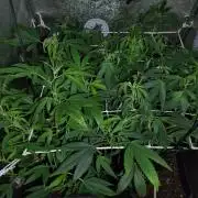 Plantaznick´s grow #2