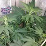 Plantaznick´s grow #1