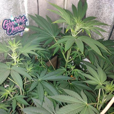 Plantaznick´s grow #1