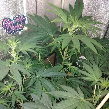 Plantaznick´s grow #1