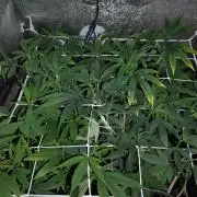 Plantaznick´s grow #2
