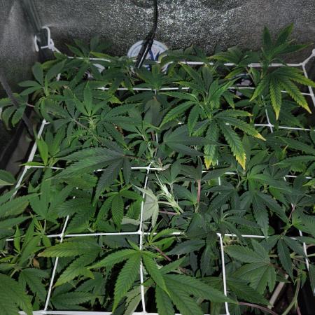 Plantaznick´s grow #2