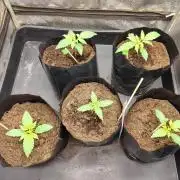 1st round - 150w spider farmer se-1500
