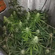 120w  samsung LED grow