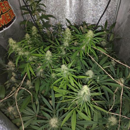 120w  samsung LED grow