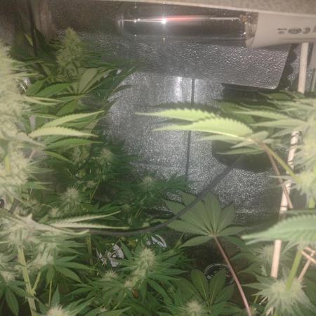 Plantaznick´s grow #1