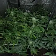 Plantaznick´s grow #2