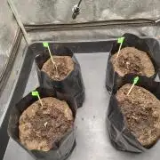 1st round - 150w spider farmer se-1500