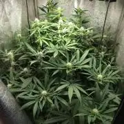 120w samsung LED grow