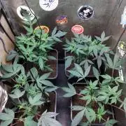 The last round with cookies