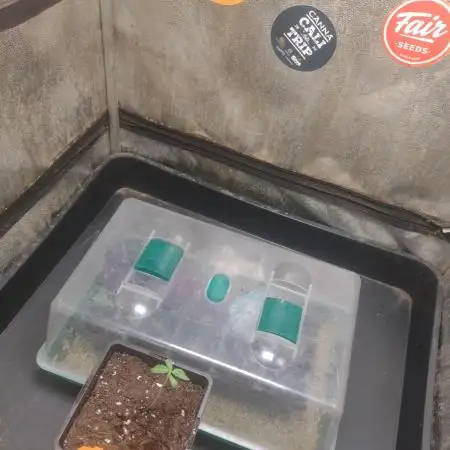 Plantaznick´s grow #1