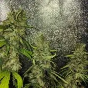120w  samsung LED grow