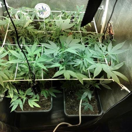 Plantaznick´s grow #2