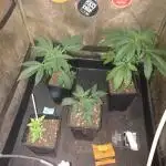 Plantaznick´s grow #1
