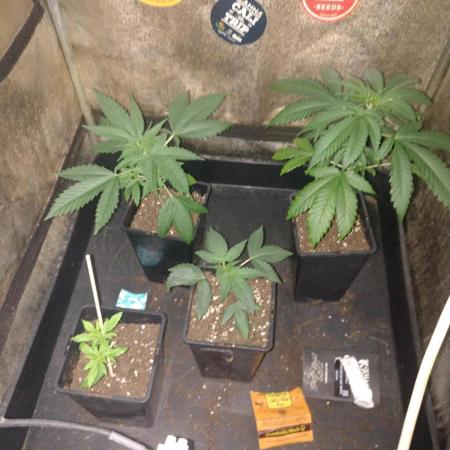 Plantaznick´s grow #1