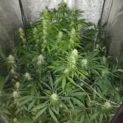 120w  samsung LED grow