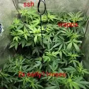 120w  samsung LED grow